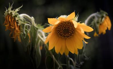 Bloom, portrait of sunflower, nature