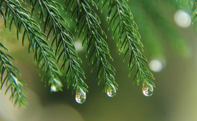 Tree branches, leaves, drops