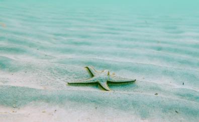 Starfish, sand, animal, fish