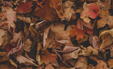 Dry, fallen leaves, autumn