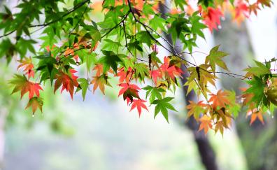 Maple leaf, leaves, spring