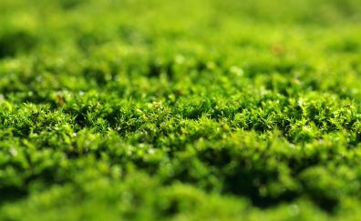 Green grass, moss, close up