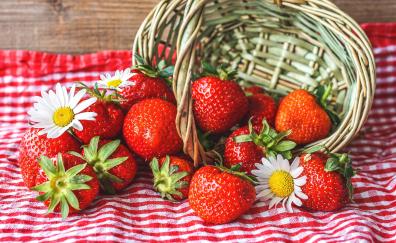 Fresh strawberries, daisies, basket