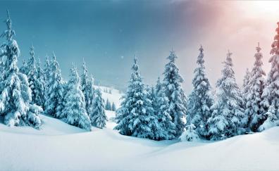 winter, trees, forest, snow, nature