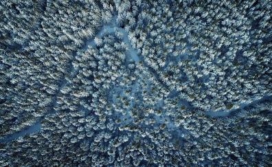 Winter, pine tree, nature, aerial view
