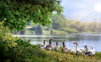 Wild geese, aquatic birds, lake