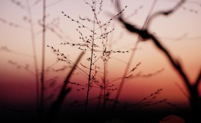 Plants, sunset, blur