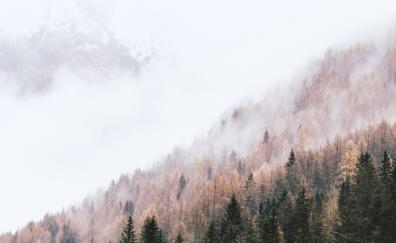 Autumn, peak of trees, pine trees, mist