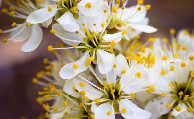 White-yellow flowers, blossom