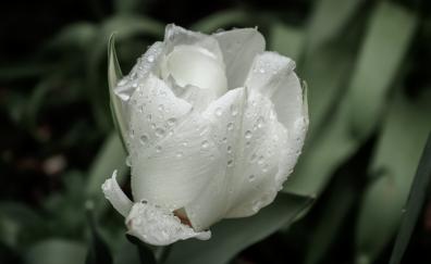 White tulip, drops