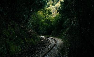 Railroad, forest, green and dense