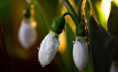 Valley flower, Snowdrop, close up, bud