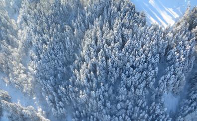 Winter, trees, forest, aerial view