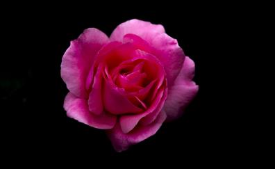 Rose, pink flower, portrait