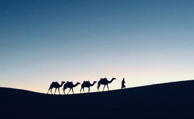 Silhouette, sunset, camel, Morocco