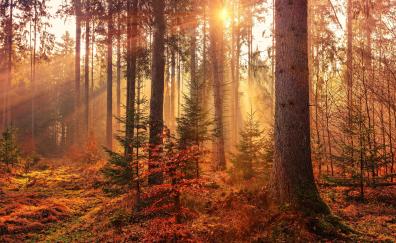 Sunbeams, autumn, tree, forest