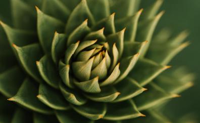 Succulent plant, pattern of leaves, macro