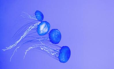 Jellyfishes, underwater, blue