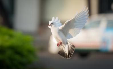 White dove, bird, flight