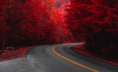 Road through pine trees, red
