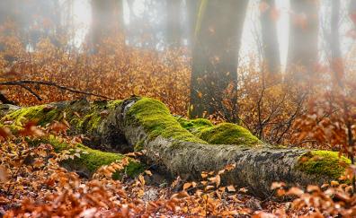 Autumn, forest, leaves, tree trunk, moss, nature