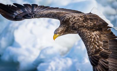 Eagle, predator bird, flight