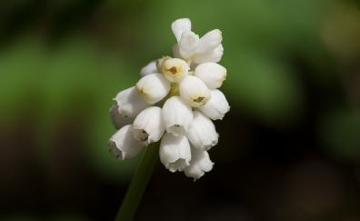 White flowers, Hyacinth, close up, blur