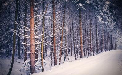 Forest, trees, nature, winter