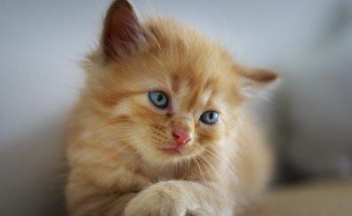 Cute, kitten, blue eyes, adorable