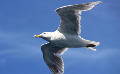 White seagull, bird, flight