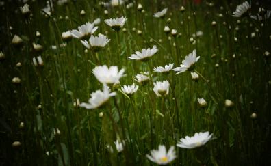 White daisy, flowers, meadow, spring