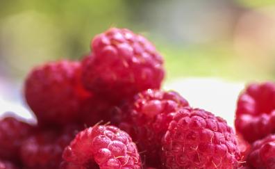 Raspberries, red fruits, close up