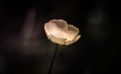 White, blur, lone poppy, flower