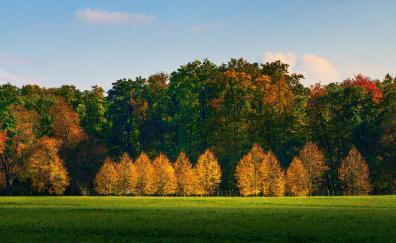 Autumn, tree, nature, beautiful, sunny day