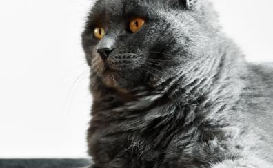 Curious, pet, black cat, stare