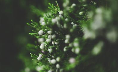 Pine, leaves, close up, blur