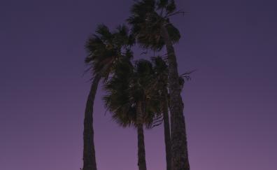 Tall palm trees, under purple sky, nature, silhouette