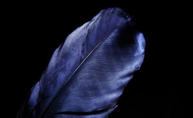 Leaf, feather, blue, dark black