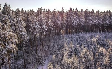 Winter, snowfrost, snowlayer, trees, forest