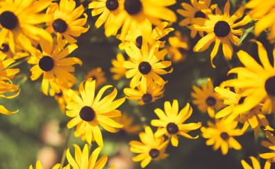 Yellow, garden flowers, bloom