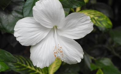 White hibiscus, flowers, bloom, close up