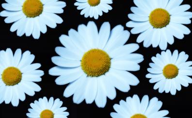 Marguerite, white flower, bloom