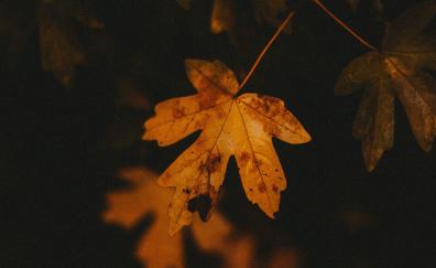 Autumn, orange leaf, portrait