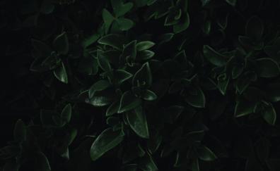 Green leaves, close up, dark, portrait