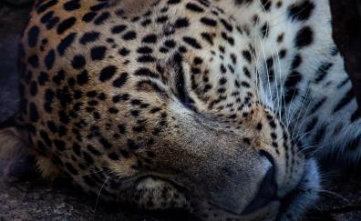 Relaxed, leopard, predator's muzzle