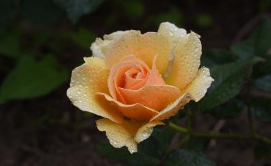 Orange rose, bloom, drops