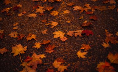 Autumn, orange, maple leaf
