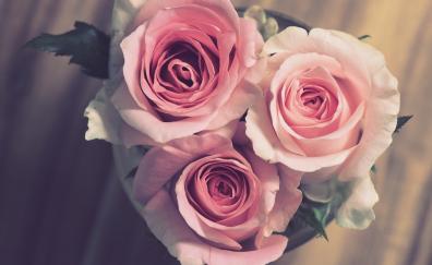 Bouquet, pink roses, bloom