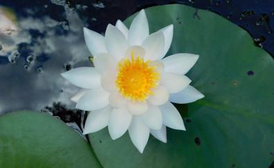 Water lily, white flower, leaf, pond