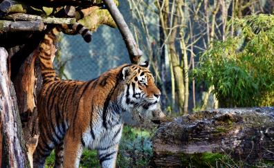 Young tiger, predator, animal, curious
